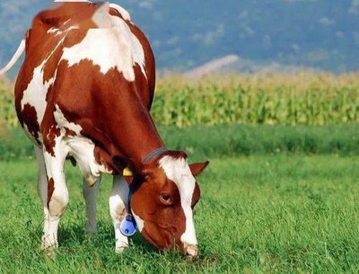 2021牛年农历五月二十三日出生宝宝是什么