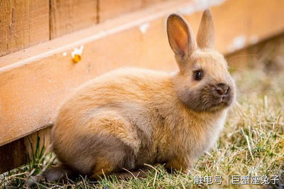2023年4月26日生肖运势查询