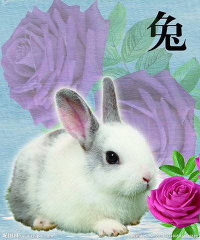 四月出生的宝宝属兔怎样取名？四月出生好吗？