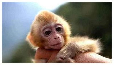 属猴哪个时辰出生有富贵命呢？