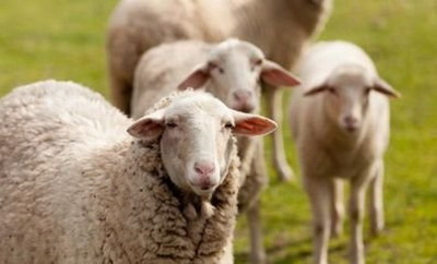 属羊的今年岁数是多少命苦吗？