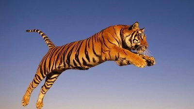 属猴属蛇属虎三刑什么意思怎么才能化解