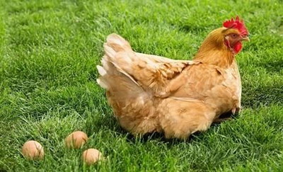 2023年犯太岁的鸡怎么化解？