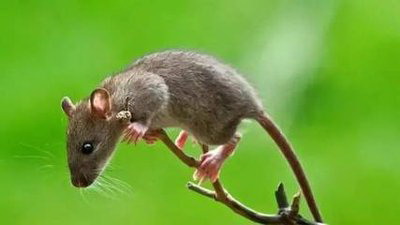 有什么小妙招能够属鼠人爱情运势吗？