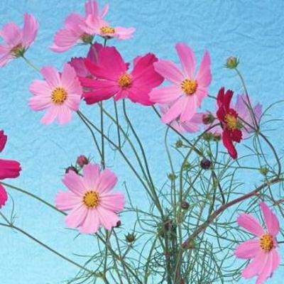 2021年4月22日生孩子好吗 4月22日出生属什么